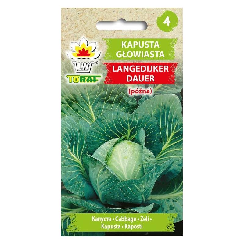 Toraf 2g Kapusta Biała Głowiasta Langedijska Nasiona warzyw plenna bardzo długie przechowywanie