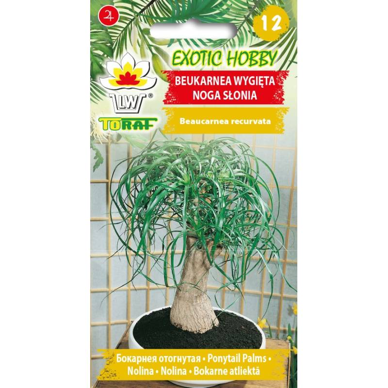 Toraf 5szt. Beukarnea Wygięta Nasiona Noga Słonia roślina doniczkowa exotic hobby