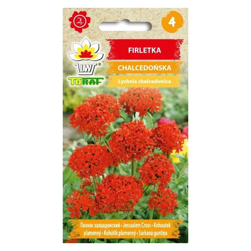 Toraf 0,5g Firletka Chalcedońska Czerwona Nasiona kwiatów Bylina Rabaty Kwiat cięty