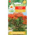 Toraf 5szt. Płomień Afryki Płonące drzewo Nasiona egzotyczne roślina o szkarłatnych kwiatach