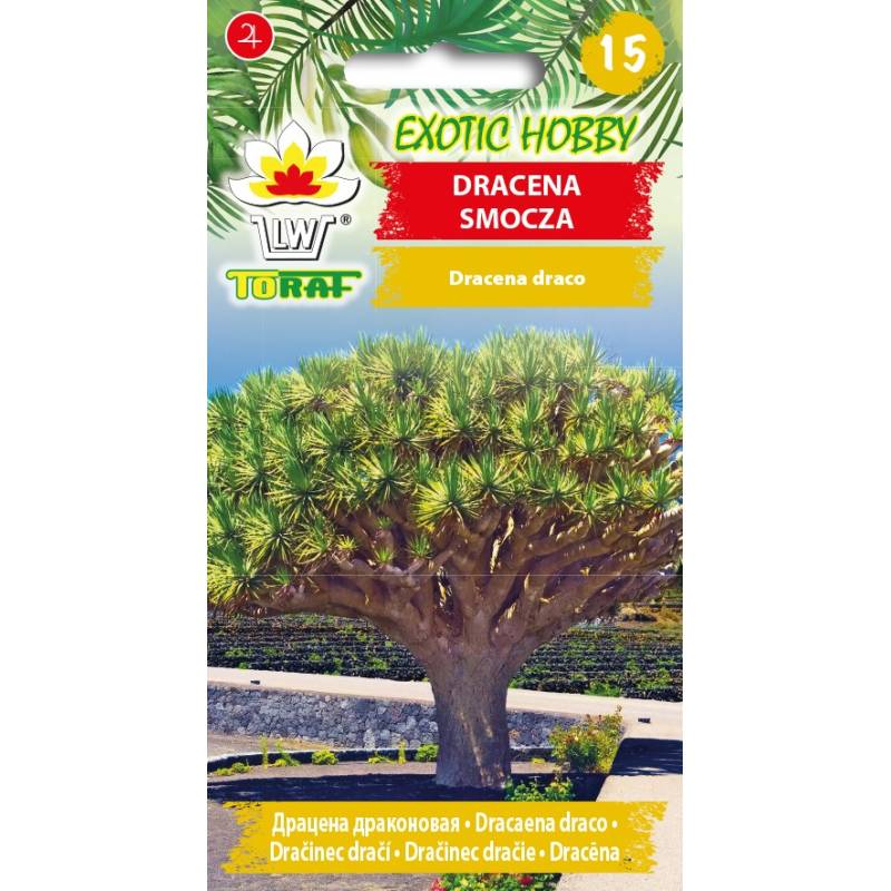 Toraf 5szt. Dracena Smocza Drzewo smocze Nasiona roślin egzotycznych Wieloletnie drzewo