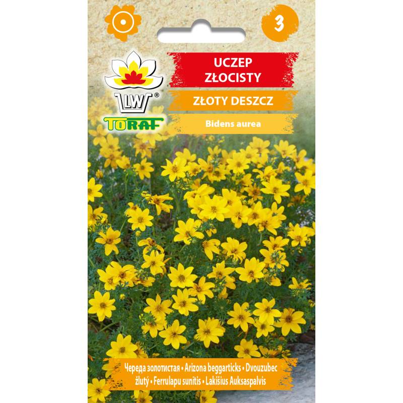 Toraf 0,2g Uczep Złocisty Nasiona kwiatów Złoty deszcz Słoneczne rabatki kwietniki balkony