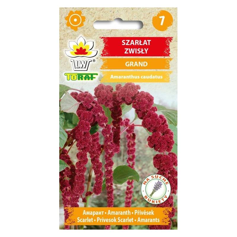 Toraf 0,5g Szarłat Zwisły Grand Nasiona kwiatów okazała roślina jednoroczna zwisające kwiatostany
