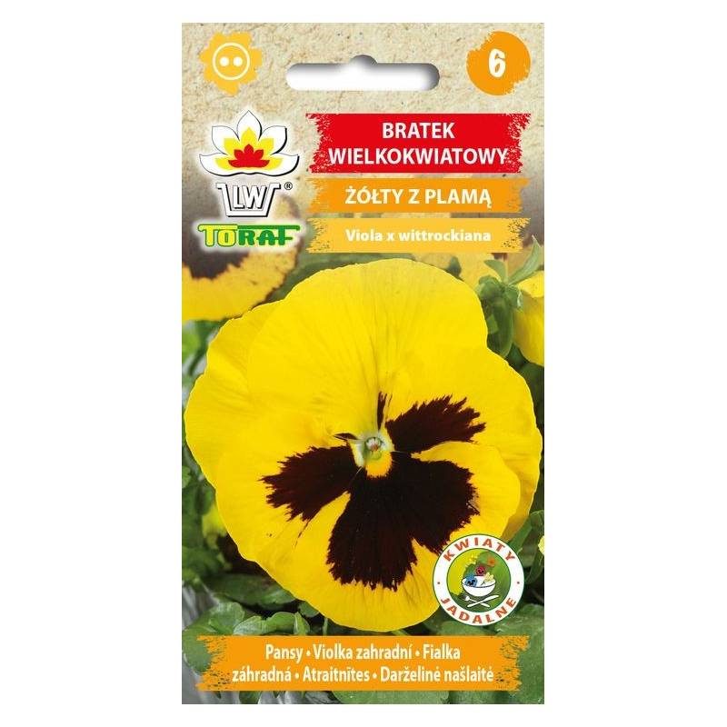 Toraf 0,2g Bratek Wielkokwiatowy żółty z czarnym oczkiem Nasiona kwiaty dwuletnie nasadzenia rabatki balkony