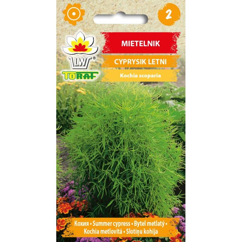 Toraf 1g Mietelnik Cyprysik letni Nasiona Zielony Efektowny