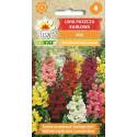 Toraf 0,5g Lwia Paszcza Karłowata Mix Nasiona Kwiatów ogrodowych mieszanka kolorów