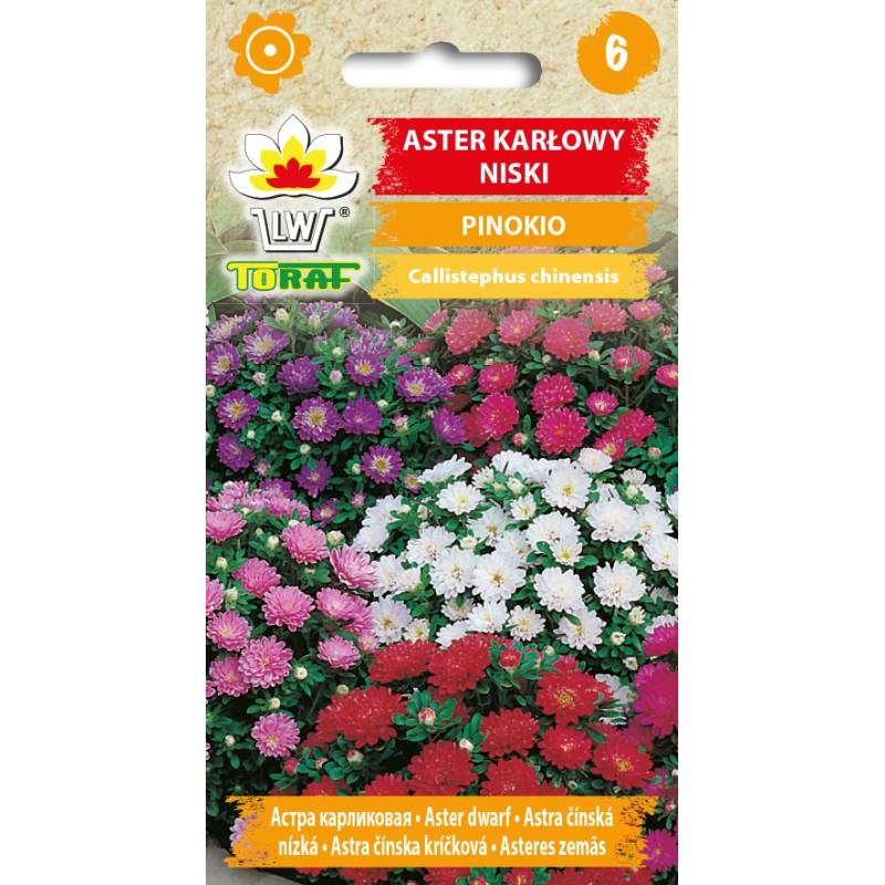 Toraf 0,3g Aster Pinokio Karłowy Nasiona niski różne kolory drobne kwiaty