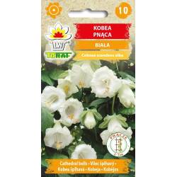 Toraf 6szt. Kobea pnąca Biała Nasiona kwiatów Pnącze jednoroczne Duże kwiaty Altany Pergole Balkony