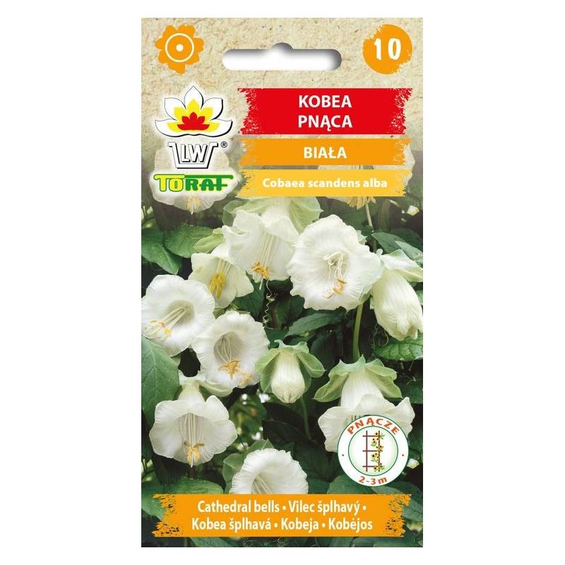 Toraf 6szt. Kobea pnąca Biała Nasiona kwiatów Pnącze jednoroczne Duże kwiaty Altany Pergole Balkony