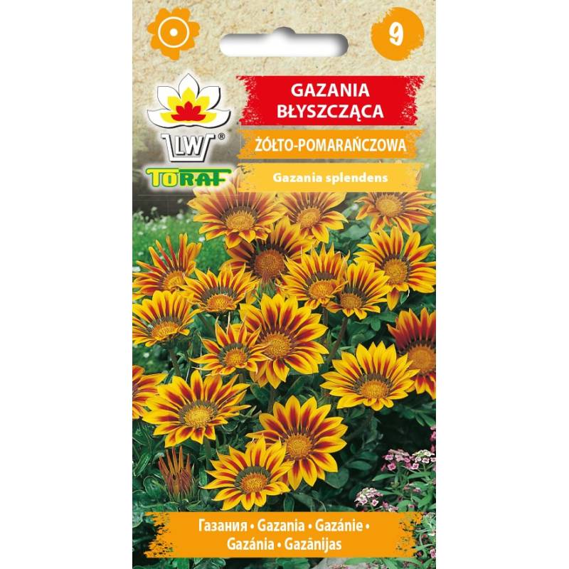 Toraf 0,4g Gazania Błyszcząca Żółto-pomarańczowa Nasiona kwiatów jednorocznych Ogródki skalne