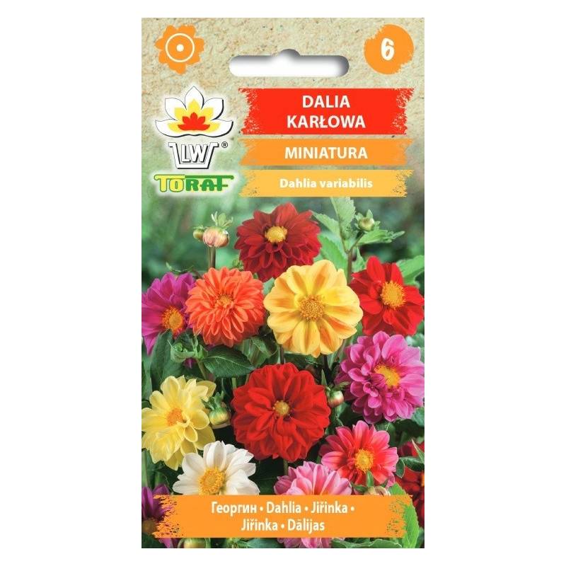 Toraf 0,5g Dalia karłowa Miniatura Nasiona kwiatów kolorowa rabata kwiat cięty