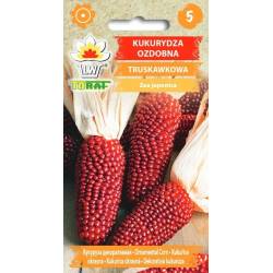 Toraf 2g Kukurydza Truskawkowa Nasiona ozdobna Ciekawy Kolor Bukiet