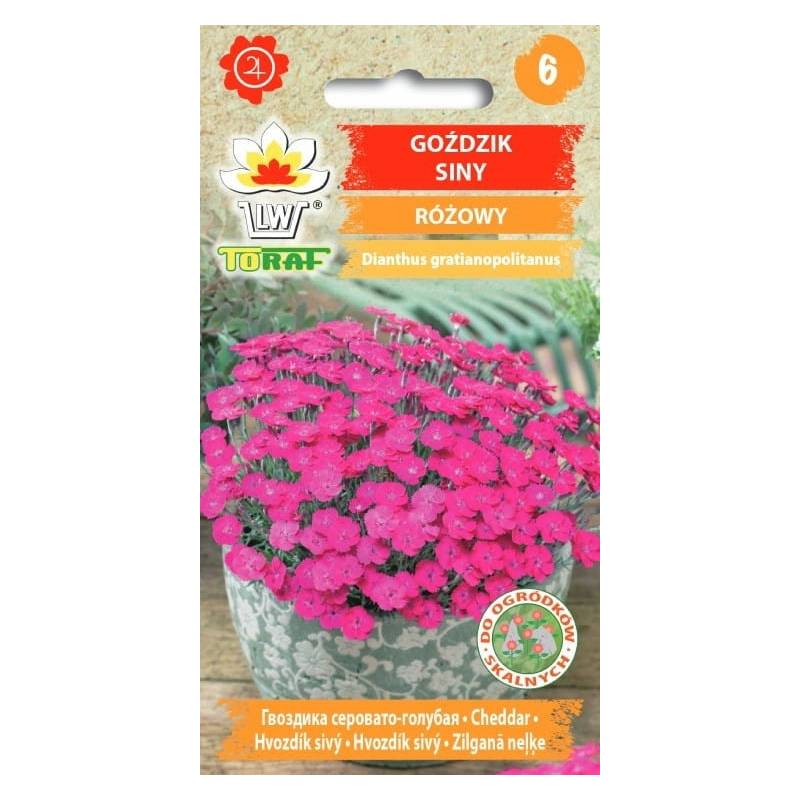 Toraf 0,2g Goździk Siny Różowy Nasiona kwiatów wieloletnich Bylina Różowe kwiaty