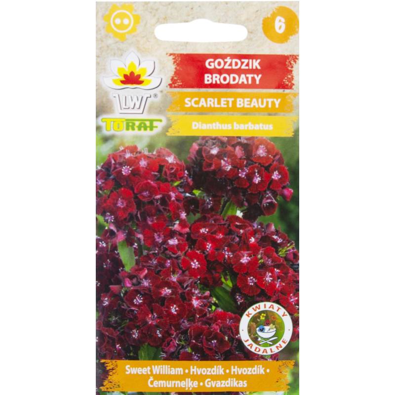 Toraf 0,5g Goździk brodaty Scarlet Beauty Nasiona kwiatów Wieloletni Czerwony Pachnące kwiaty
