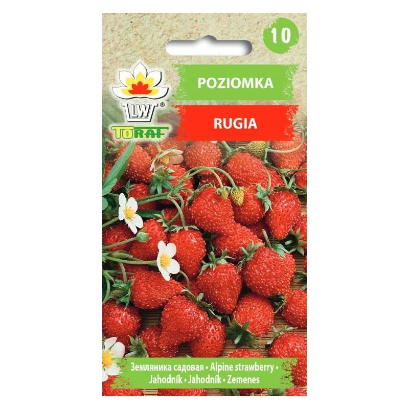 Toraf 0,2g Poziomka Rugia Nasiona owoców Mrozoodporna Plenna Powtarzająca plon