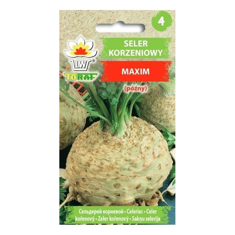 Toraf 1g Seler Korzeniowy Maxim Nasiona warzyw Odmiana późna Zbiór jesienny Długie przechowywanie