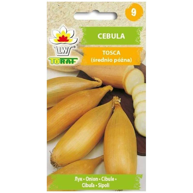Toraf 2g Cebula Tosca Nasiona warzyw Odmiana średniopóźna Podłużna Długie przechowywanie