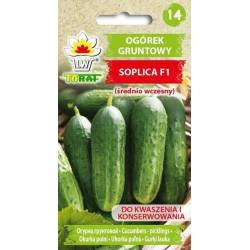 Toraf 5g Ogórek Soplica F1 Nasiona warzyw Odmiana średniowczesna gruntowa Dobre plonowanie Konserwowanie
