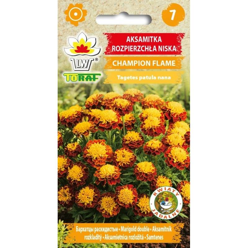 Toraf 0,5g Aksamitka Champion Flame Nasiona rozpierzchła karłowa kwiaty rabatowe