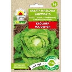 Toraf 7m Sałata masłowa Królowa Majowych Nasiona na taśmie Głowiasta Siew wiosna jesień