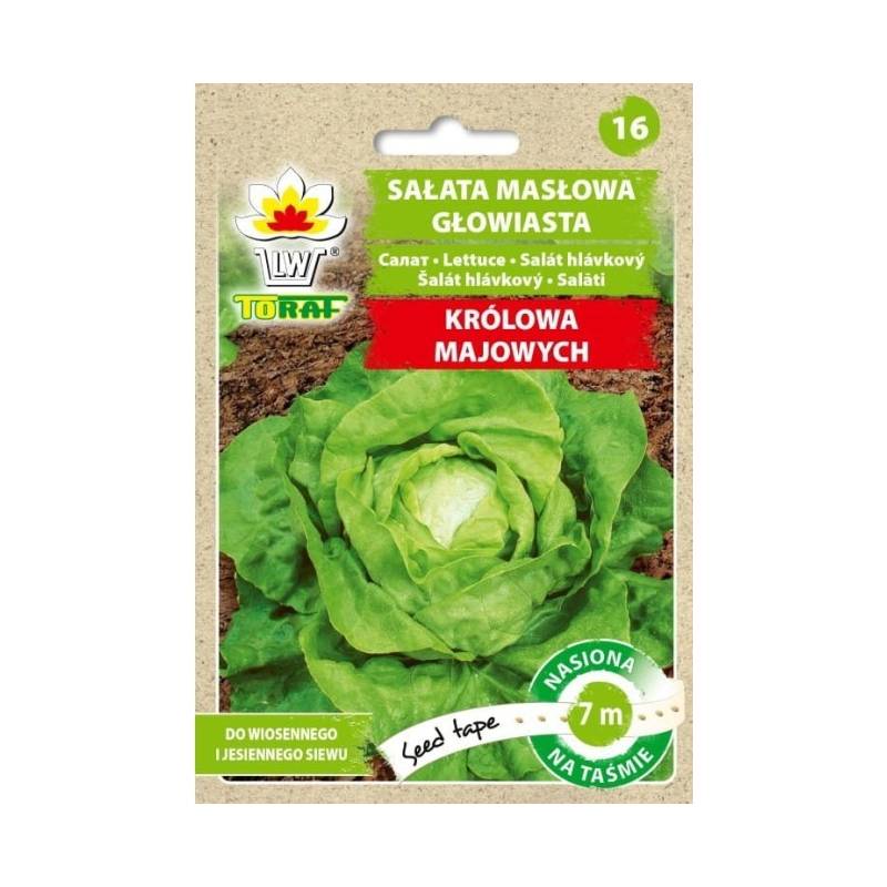 Toraf 7m Sałata masłowa Królowa Majowych Nasiona na taśmie Głowiasta Siew wiosna jesień