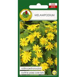 PNOS 0,2g Melampodium żółte Nasiona kwiatów Kwitnie długo Balkon Rabatki
