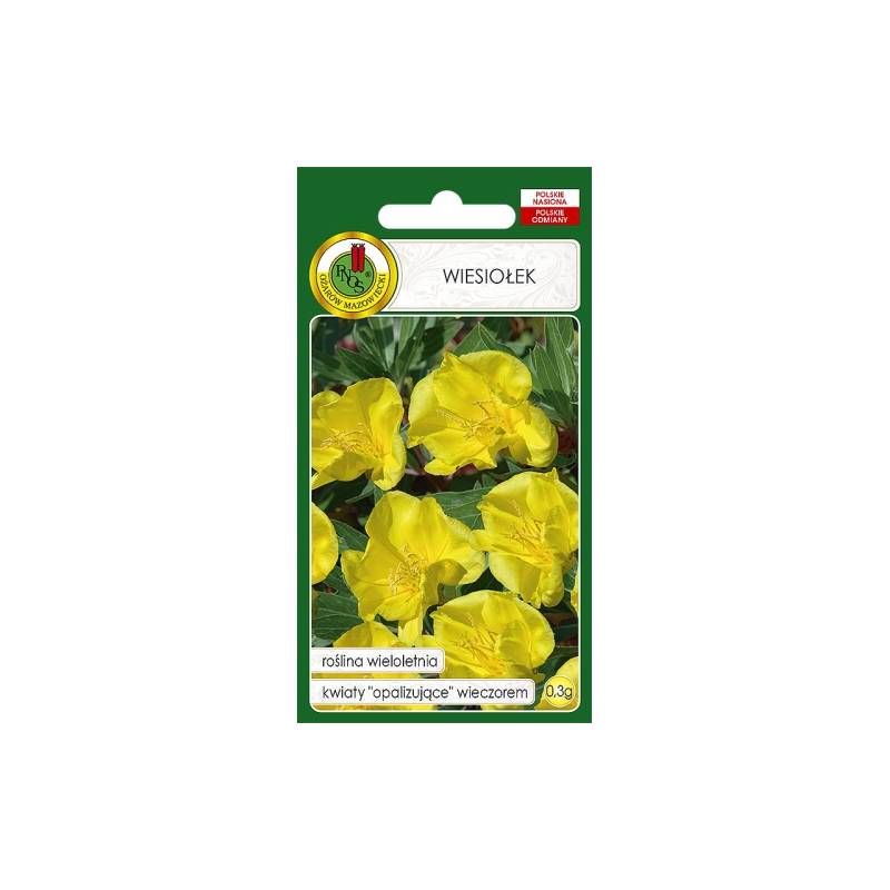 PNOS 0,3g Wiesiołek żółty Nasiona kwiatów Opalizujące kwiaty Bylina Wieloletnia