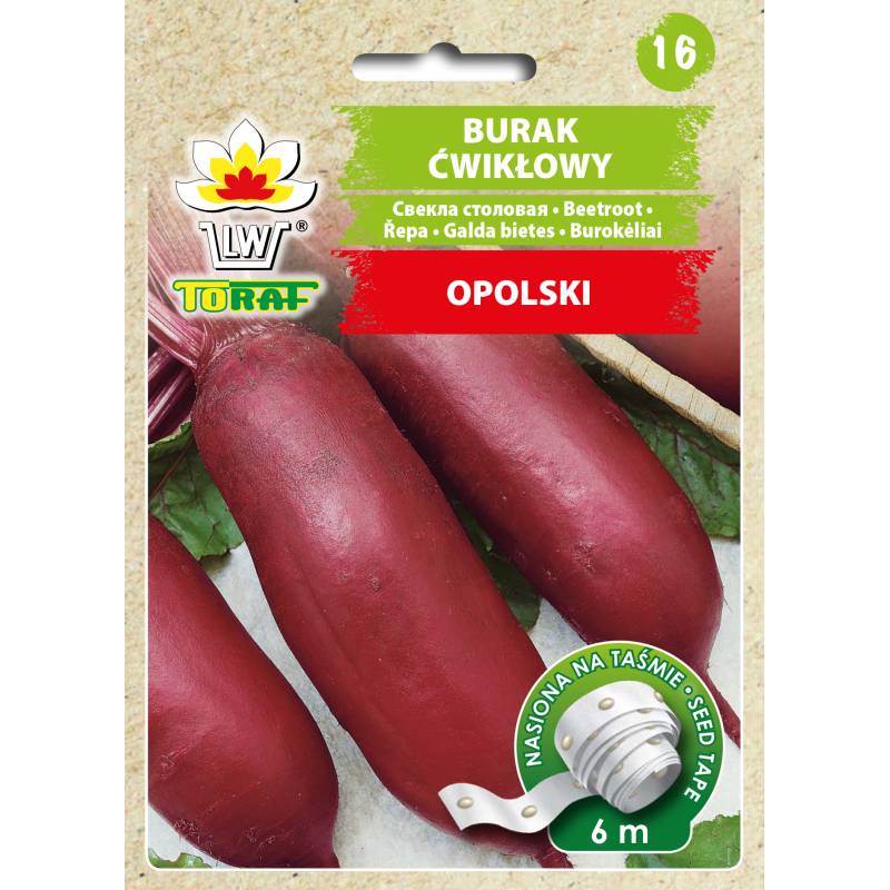 Toraf 6m Burak Ćwikłowy Opolski Nasiona na Taśmie Bardzo Plenny Długi Duża Zawartość Betaniny