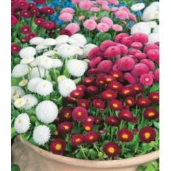 Toraf 0,2g Stokrotka pełna Mix Nasiona kwiatów Roślina dwuletnia Mieszanka kolorów