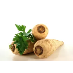 Biopon 3g Pietruszka Korzeniowa do Długiego Przechowywania Nasiona Odmiana Halblange Późna Bardzo Plenna Aromatyczna