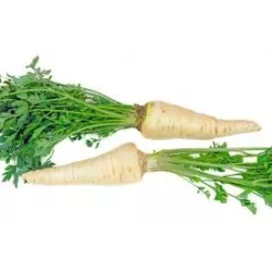 Biopon 3g Pietruszka Korzeniowa do Długiego Przechowywania Nasiona Odmiana Halblange Późna Bardzo Plenna Aromatyczna