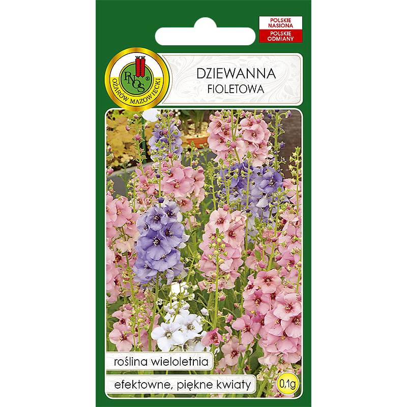PNOS 0,1g Dziewanna Fioletowa Nasiona kwiatów Roślina Dwuletnia Rabaty Piękne Kwiaty