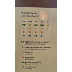 Rolimpex 1kg Trawa Gazon Dekoracyjny Nasiona z Iławy Elegancki Trawnik Wolnostojący