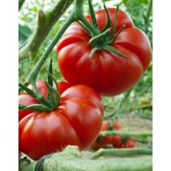 PNOS 0,5g Pomidor Prezes Nasiona warzyw Odmiana gruntowa Malinowy Wyjątkowo smaczny