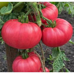 PNOS 1g Pomidor Faworyt Nasiona warzyw Odmiana gruntowa Mięsisty Duże owoce