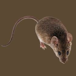 SBM Żywołapka na myszy Myszołapka Chwytacz Pułapka Humanitarna