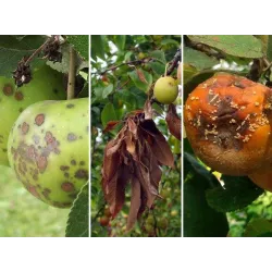 Agropak 100g Miedzian 50 WP Środek Grzybobójczy Bakteriobójczy Parch Jabłoni Gruszy Zaraza