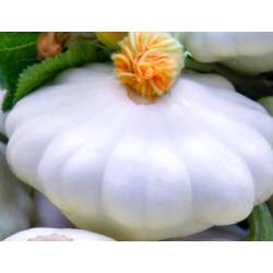 Toraf 4g Dynia Patison Disco Biały Nasiona Sprawdzona Uprawa Przetwory