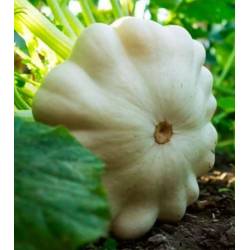 Toraf 4g Dynia Patison Disco Biały Nasiona Sprawdzona Uprawa Przetwory