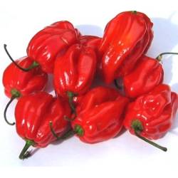 Toraf 0,2g Papryka Ostra Habanero Red Nasiona warzyw Odmiana średnio późna Plenna Bardzo ostra