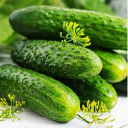 Toraf 1g Ogórek Octopus F1 Nasiona warzyw Gruntowy Średniowczesny Konserwowy