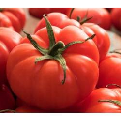 Toraf 0,1g Pomidor Szklarniowy Palava F1 mieszaniec Nasiona warzyw odmiana średnio wczesna pod osłony