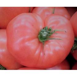 Toraf 10szt Pomidor gruntowy Pink King F1 maliniowy Nasiona warzyw PROFI ożebrowany wyśmienity smak