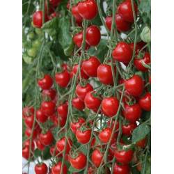 Toraf 0,5g Pomidor koktajlowy Red Cherry Nasiona warzyw Średnio wczesny wysoki