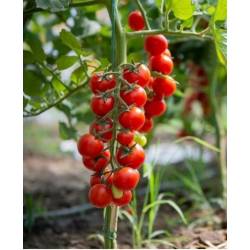 Toraf 0,5g Pomidor koktajlowy Red Cherry Nasiona warzyw Średnio wczesny wysoki