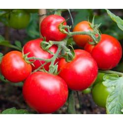 Toraf 0,5g Pomidor Gruntowy Moneymaker Nasiona warzyw Wysoki Słodkie Owoce do Przechowywania Sałatek