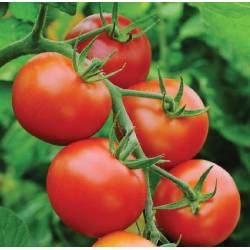 Toraf 0,5g Pomidor Gruntowy Moneymaker Nasiona warzyw Wysoki Słodkie Owoce do Przechowywania Sałatek