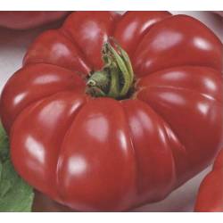 Toraf 0,5g Pomidor Marmande Gruntowy Wysoki Nasiona warzyw  Plenny Odporny na zarazę