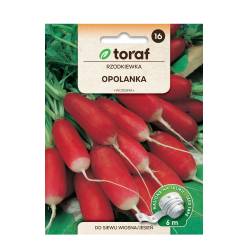 Toraf 6m Rzodkiewka Opolanka Nasiona warzyw na taśmie Siew wiosna jesień Odmiana podłużna