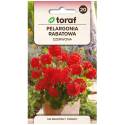 Toraf 0,05g Pelargonia Rabatowa Czerwona Nasiona na Balkony Tarasy Rabaty Długo Kwitnie